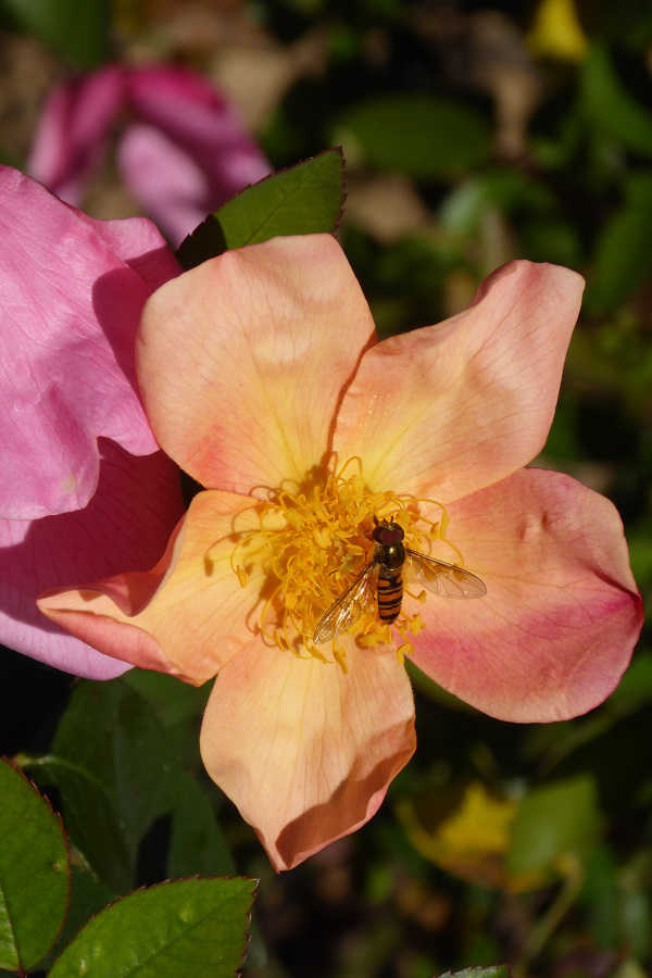 Rose traditionnelle et abeille
